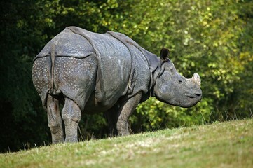 Fototapeta premium INDIAN RHINOCEROS rhinoceros unicornis