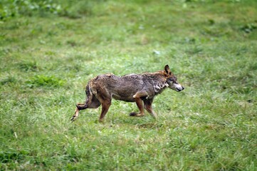 IBERIAN WOLF canis lupus signatus, ADULT RUNNING THROUGH MEADOW