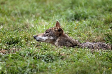 IBERIAN WOLF canis lupus signatus, ADULT HIDDEN IN GRASS