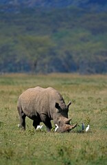 WHITE RHINOCEROS ceratotherium simum, ADULT WITH CATTLE EGRETS, NAKURU PARK, KENYA