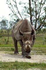 BLACK RHINOCEROS diceros bicornis, KENYA
