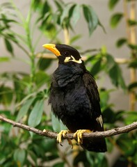HILL MYNAH gracula religiosa, ADULT ON BRANCH