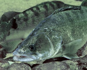 ZANDER stizostedion lucioperca, LOIRE IN FRANCE
