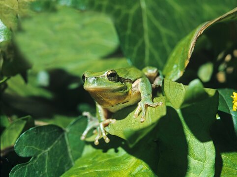 EUROPEAN TREE FROG hyla arborea, ADULT STANDING ON LEAF, NORMANDY IN FRANCE