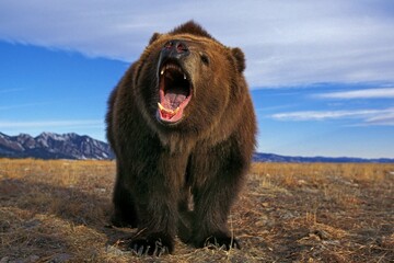 KODIAK BEAR ursus arctos middendorffi, ADULT THREATENING WITH OPEN MOUTH, ALASKA