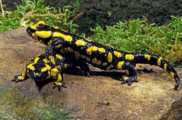 FIRE SALAMANDER salamandra salamandra