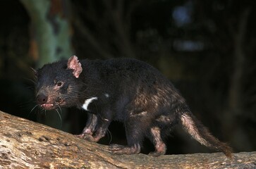 TASMANIAN DEVIL sarcophilus harrisi, OLD ADULT, AUSTRALIE