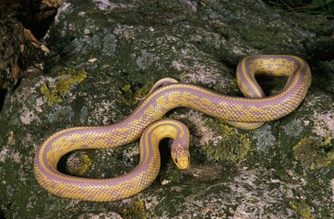 ALBINOS KING SNAKE lampropeltis getulus, MEXICO