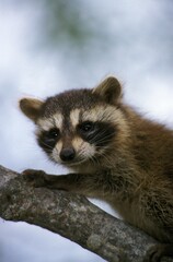 RACCOON procyon lotor, YOUNG ON BRANCH