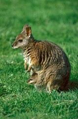 PARMA WALLABY macropus parma, FEMALE WITH JOEY IN POUCH, AUSTRALIA