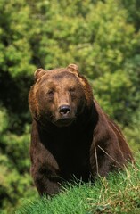 BROWN BEAR ursus arctos, ADULT