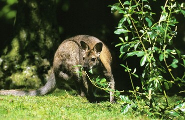 BENNETT'S WALLABY macropus rufogriseus, ADULT FEEDING ON LEAVES, AUSTRALIA