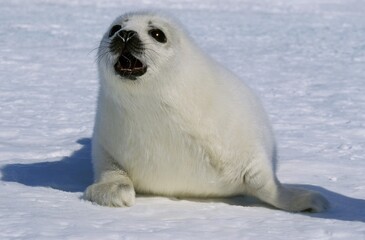 Fototapeta premium HARP SEAL pagophilus groenlandicus, PUP CALLING FOR MOTHER ON ICE FIELD, MAGDALENA ISLAND IN CANADA