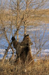 GRIZZLY BEAR ursus arctos horribilis, ALASKA