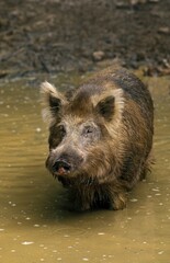 WILD BOAR sus scrofa, ADULT STANDING IN WATER, FRANCE