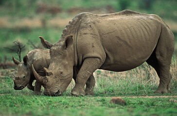 Fototapeta premium WHITE RHINOCEROS ceratotherium simum, FEMALE WITH CALF, SOUTH AFRICA