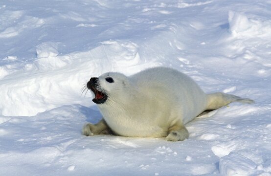 HARP SEAL pagophilus groenlandicus, PUP CALLING FOR MOTHER ON ICE FIELD, MAGDALENA ISLAND IN CANADA