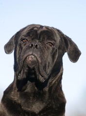 Obraz premium CANE CORSO, A DOG BREED FROM ITALY, HEAD OF ADULT