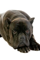 CANE CORSO, A DOG BREED FROM ITALY, ADULT LAYING DOWN AGAINST WHITE BACKGROUND (OLD STANDARD BREED WITH CUT EARS)