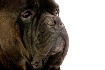 CANE CORSO, A DOG BREED FROM ITALY, HEAD CLOSE-UP OF ADULT