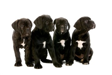 CANE CORSO, A DOG BREED FROM ITALY, PYPPIES SITTING AGAINST WHITE BACKGROUND