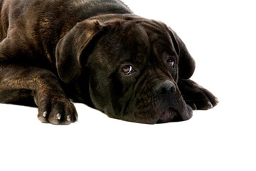 CANE CORSO, A DOG BREED FROM ITALY, ADULT LAYING DOWN AGAINST WHITE BACKGROUND