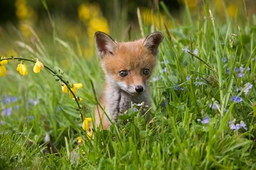 RED FOX vulpes vulpes, PUP WITH FLOWERS, NORMANDY IN FRANCE