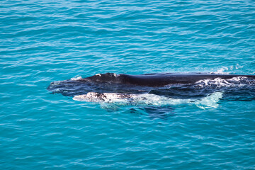 Obraz premium Right southern whales, cow and calf. White calf, rare individual. Mother and baby in nursery area Head of Bight, Australia. Winter time. Calf getting stronger before traveling back to Antarctica.