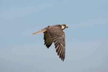 SAKER FALCON falco cherrug, ADULT IN FLIGHT AGAINST BLUE SKY