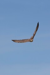 SAKER FALCON falco cherrug, ADULT IN FLIGHT AGAINST BLUE SKY