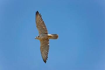SAKER FALCON falco cherrug, ADULT IN FLIGHT AGAINST BLUE SKY