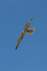 Fototapeta premium SAKER FALCON falco cherrug, ADULT IN FLIGHT AGAINST BLUE SKY