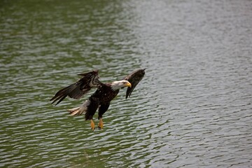BALD EAGLE haliaeetus leucocephalus, JUVENILE IN FLIGHT OVER LAKE