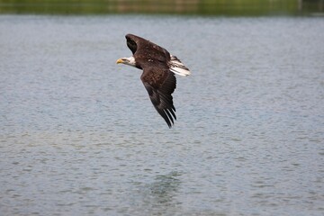 BALD EAGLE haliaeetus leucocephalus, JUVENILE IN FLIGHT OVER LAKE