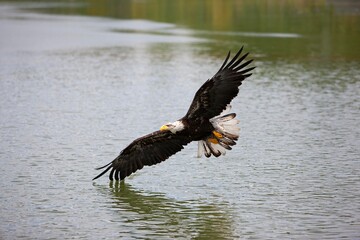 BALD EAGLE haliaeetus leucocephalus, JUVENILE IN FLIGHT OVER LAKE