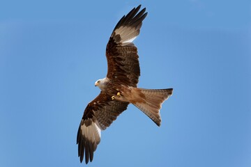 RED KITE milvus milvus, ADULT IN FLIGHT, UNDERSIDE