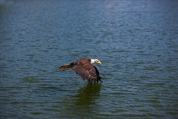 BALD EAGLE haliaeetus leucocephalus, JUVENILE IN FLIGHT OVER LAKE