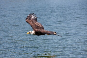 BALD EAGLE haliaeetus leucocephalus, JUVENILE IN FLIGHT OVER LAKE