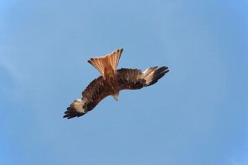 RED KITE milvus milvus, ADULT IN FLIGHT, UNDERSIDE