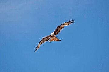 RED KITE milvus milvus, ADULT IN FLIGHT