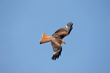 RED KITE milvus milvus, ADULT IN FLIGHT