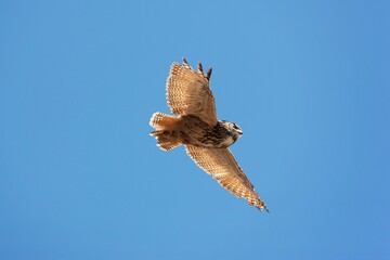 CAPE EAGLE OWL bubo capensis, ADULT IN FLIGHT AGAINST BLUE SKY, UNDERSIDE