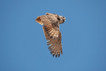 CAPE EAGLE OWL bubo capensis, ADULT IN FLIGHT AGAINST BLUE SKY
