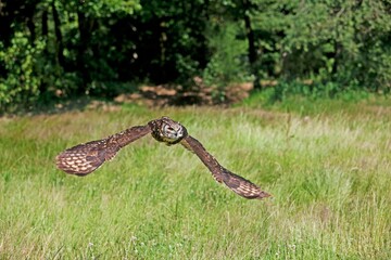 CAPE EAGLE OWL bubo capensis, ADULT FLYING