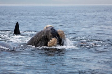 Fototapeta premium SOUTHERN RIGHT WHALE eubalaena australis, HEAD EMERGING FROM WATER, NEAR HERMANUS IN SOUTH AFRICA