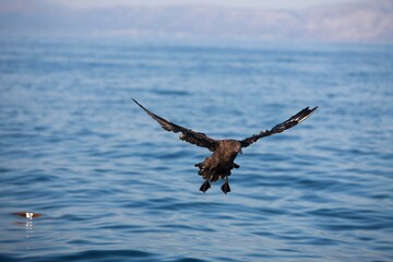 ANTARCTIC SKUA catharacta antarctica, ADULT LANDING ON WATER, FALSE BAY IN SOUTH AFRICA
