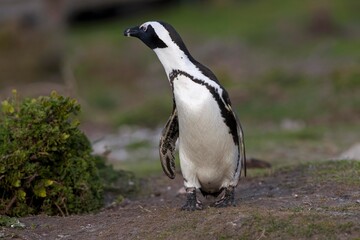 JACKASS PENGUIN OR AFRICAN PENGUIN spheniscus demersus, BETTY'S BAY IN SOUTH AFRICA