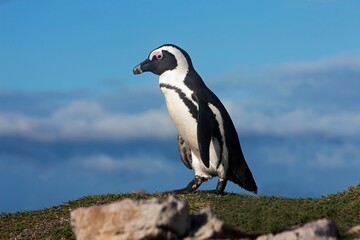 Obraz premium JACKASS PENGUIN OR AFRICAN PENGUIN spheniscus demersus, BETTY'S BAY IN SOUTH AFRICA