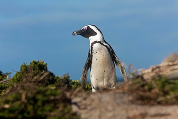 JACKASS PENGUIN OR AFRICAN PENGUIN spheniscus demersus, BETTY'S BAY IN SOUTH AFRICA