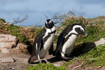 JACKASS PENGUIN OR AFRICAN PENGUIN spheniscus demersus, PAIR, BETTY'S BAY IN SOUTH AFRICA